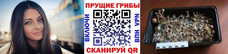 купить наркотики цена Ухта Галлюциногенные грибы Magic Shrooms